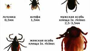 Как да обработвате самостоятелно парцела от кърлежи